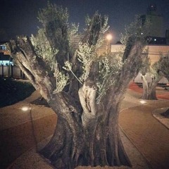 Só Deus Sabe - Milton Cardoso