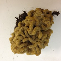 HAVING A WEIRD TIME COMING HOME, October 10, 20:00 D.F., Oct 11, 03:00 Cph 2014