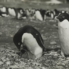 March of the Penguins