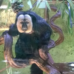 Neuro:  Break & Die, Octane & DLR