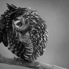 Astronaut - August 2012