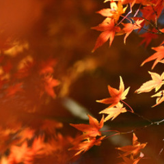 Autumn - original mix
