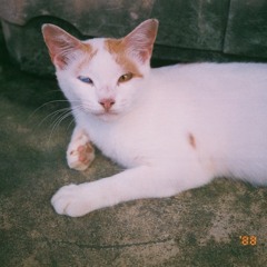 Only The Strongest Will Survive