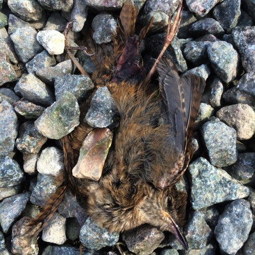 Kissing With Broken Mouths - A Quietus Mix