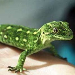 Drop It Like It's Gecko (Leddy Mashup)