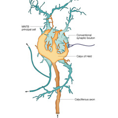 CalyxOfheld - BFlatInGreen