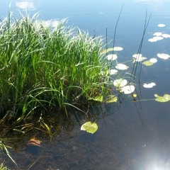 You Need To Learn - Åsa Rolfsdotter