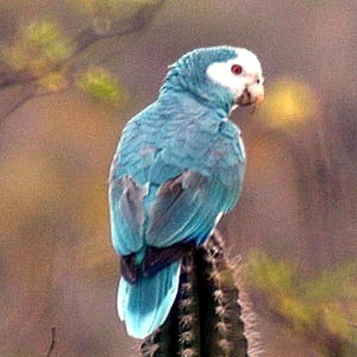 Damon Tostoni floating like a butterfly-Apache Songs!!-hutt-chaa!!~