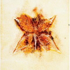 Orange Blossom - Gardens & Villa Cover