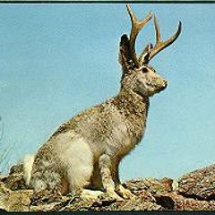 The Jackalope