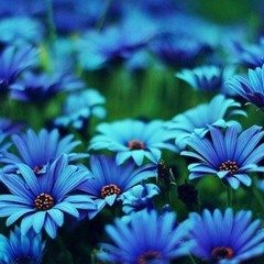 ดินแดนแห่งความรัก: Ganis D-Spike