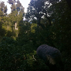 Field recording