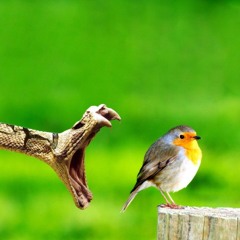 TEMASO WATON COÑOMAN Mezcla