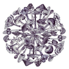 rhizomorphic graffiti