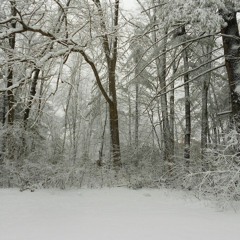 Forest Of Solitude- Crow with Eddy De Vega