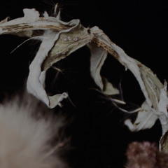 Foehn & Jerome - B1 [UNTLD100]