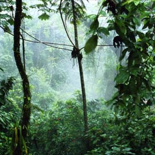 Memories: Live Jam from the Jungle ft. John Retno and Harry Affandi