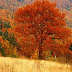 Scarlet Field (Original)