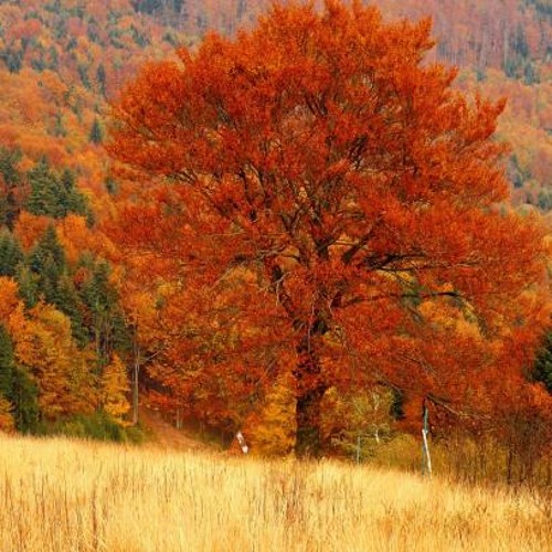 Scarlet Field (Original)