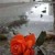 Artwork for Dozen Roses HANK SEVERE feat. WUNDAMIKE and Jonell GodLee