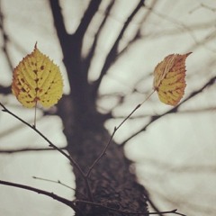 25 Hours - ใบไม้