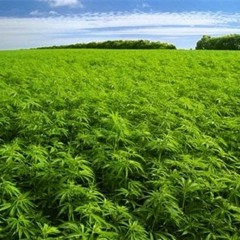 Feilds Of Green