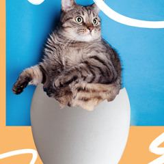 eggcitecat