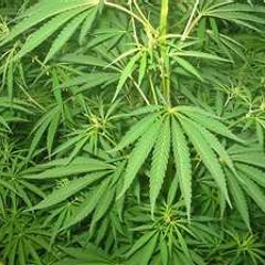 Michael Palmer - Don't Smoke The Seed
