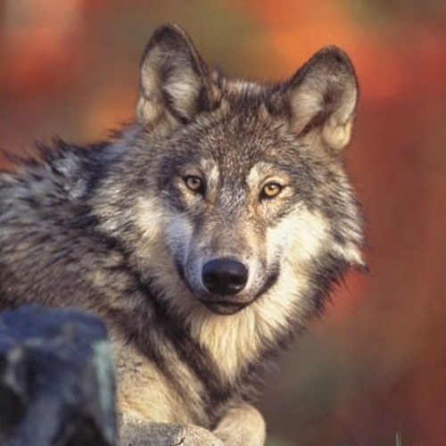 The John Dunbar Theme from Dances With Wolves | Horn Quartet ( Sheet music available )