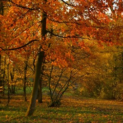 De Warmte Die Ik Ooit Had