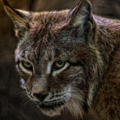 Lynx (Extended Version)