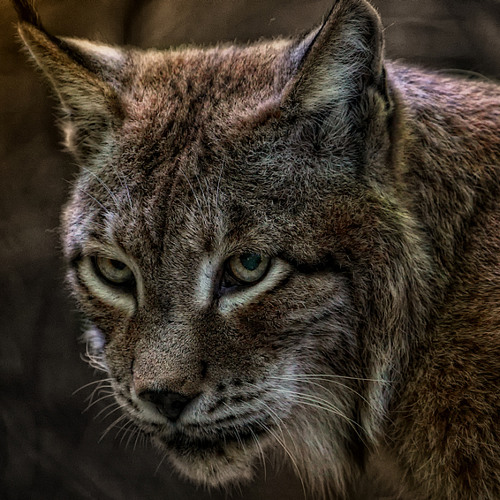 Lynx (Extended Version)