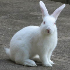 Rabbit (WAV)