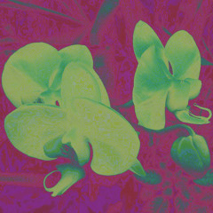 Donkey Kong Got High Late Night≈