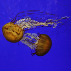 DReam (ft. Donkey Horse Mule)