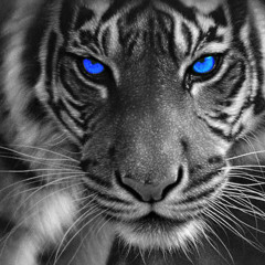 Eye Of The Redux Tiger (William Wåtz Mashup)