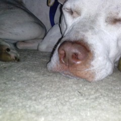 BLOODMOUTH. Stains of Summer (unmixed)