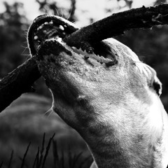 Fan Ta Svin Utan Fantasi full