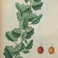 Gooseberries