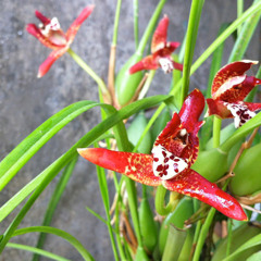 Shopping tem exposição de orquídea e curso grátis