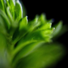 Tango Veneno dja 2014 - doppler 003