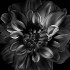 jeanne hessee