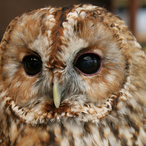 Kazite - The Owl (Hiromaster Official Remix)[Free Download]