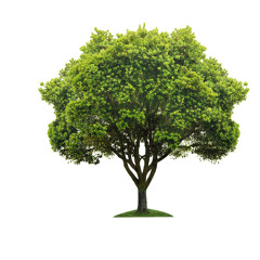 MY FAVOURITE TREE (PHILESTINE TREEMIX)