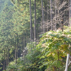 茂木 (Motegi)