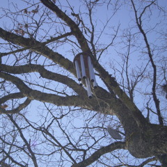 17. Sitting Like The Buddha