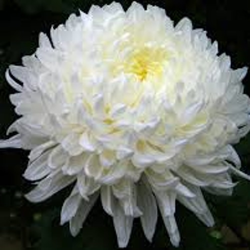 Aquarelles: I. Chrysanthèmes (performed by Phil Best)