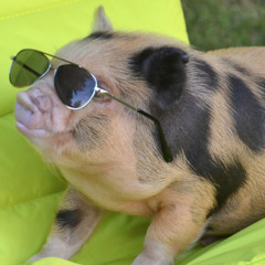 Joe Griff - The Pigs Have Eyes