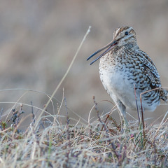 Great snipe in Tromsø, Norway