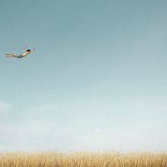 The Pineapple - Lepas Beban Ini